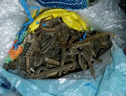 Peruvian authorities seized dried seahorses worth nearly $4 million