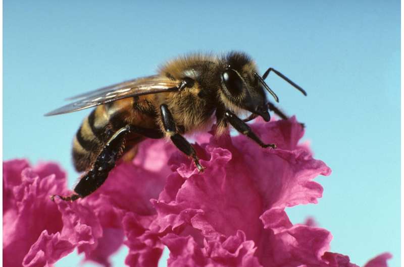 Pesticides used to help bees may actually harm them