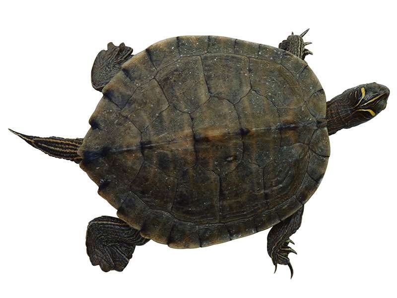 Pet turtles continue to spread salmonella