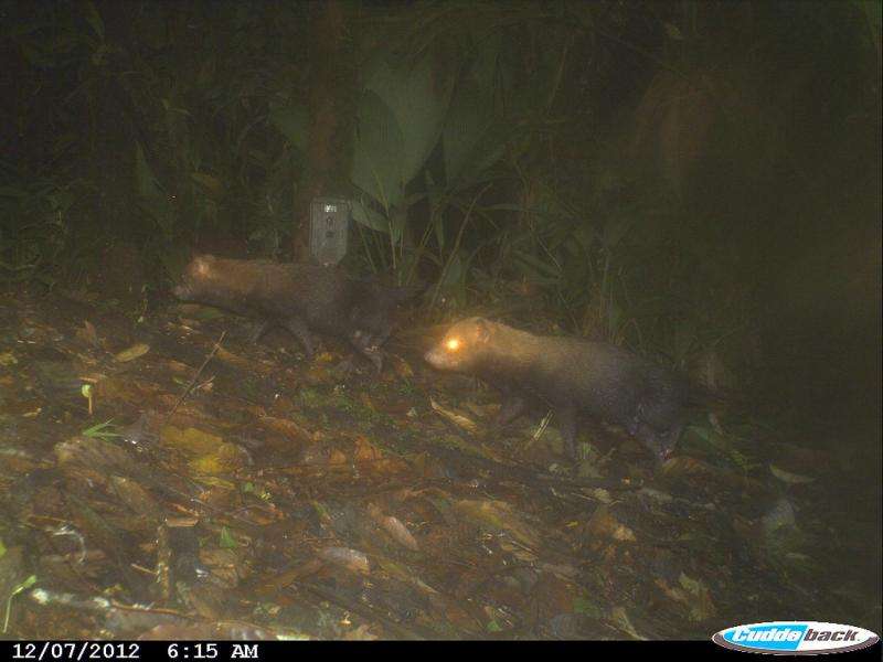 Photos show elusive bush dog to be widespread in Panama