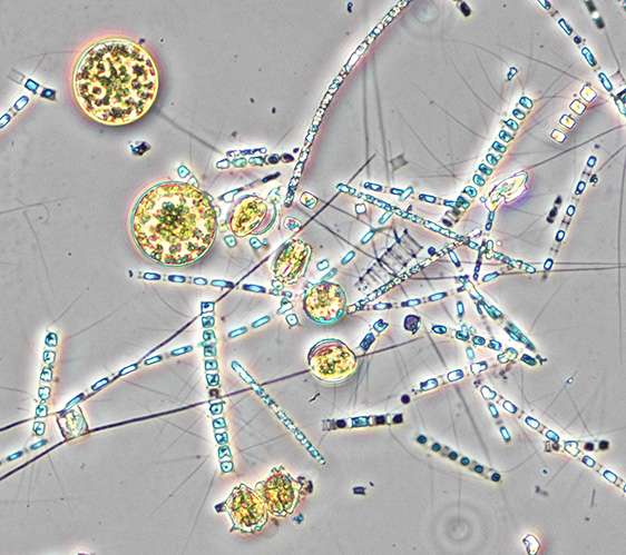 Phytoplankton communities structured by carbon from land