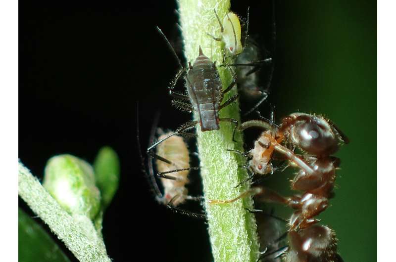 Picky ants maintain color polymorphism of bugs they work with