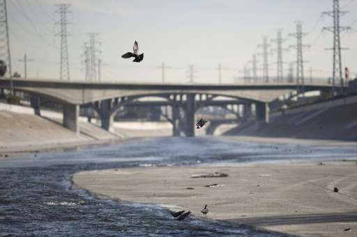 Pigeons fly over the Los Angeles River on November 20, 2015 California