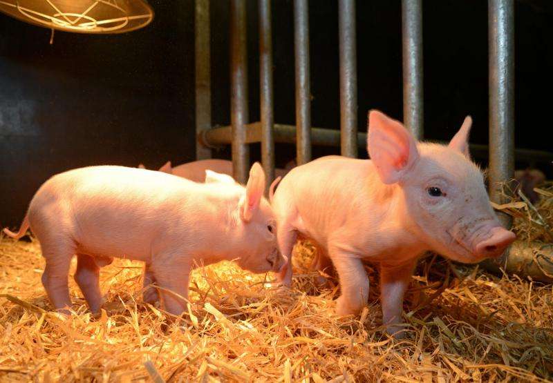 Pigs' genetic code altered in bid to tackle deadly virus