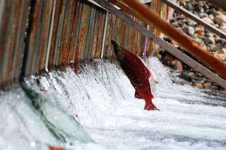 Pipelines affect health, fitness of salmon, study finds