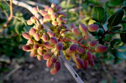Pistachios are Iran's biggest export after crude oil, with 250,000 tonnes of the nut produced in 2015