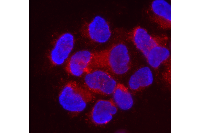 Placental RNA may help protect embryo from viruses, Penn study finds