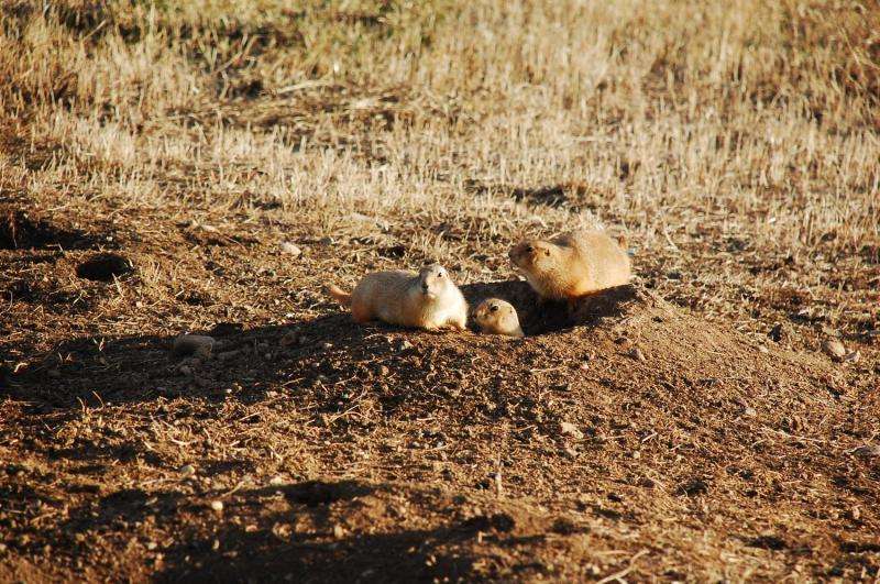 Plague-riddled prairie dogs a model for infectious disease spread