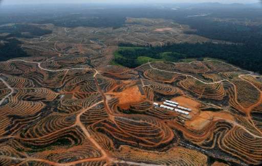 Plantations on Sumatra island and the Indonesian part of Borneo have expanded in recent years as demand for palm oil has skyrock