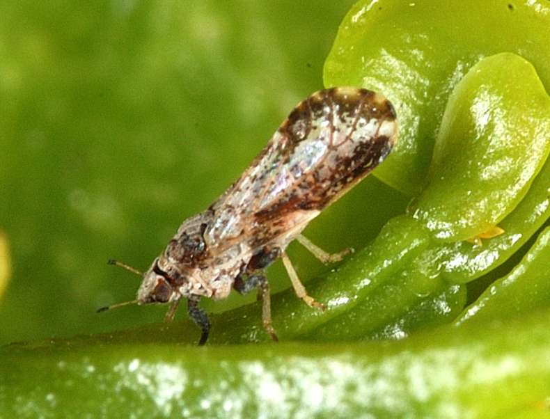 Plant breeders, growers should pay attention to flush in fight against citrus greening disease