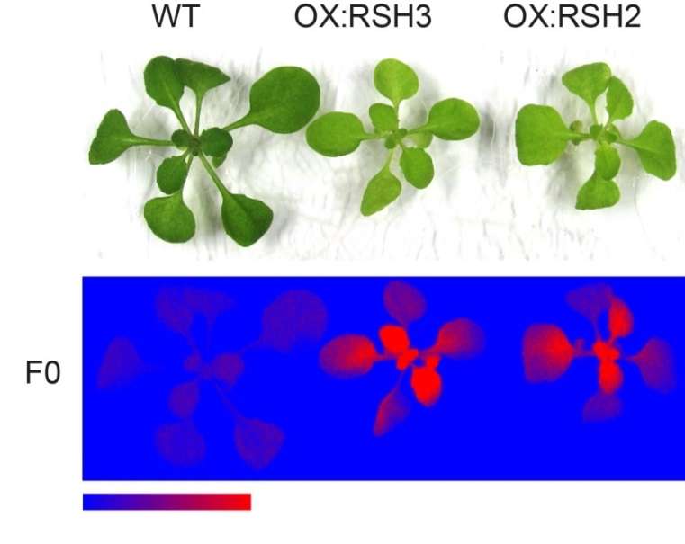 Plant photosynthesis inhibited by bacterial ancestor