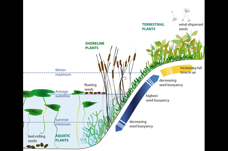 Plants actively direct their seeds via wind or water towards suitable sites