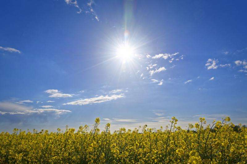 Plants boost extreme temperatures by 5&amp;deg;C
