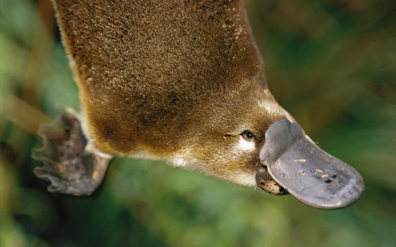 Platypus venom could hold key to diabetes treatment