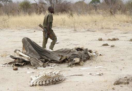 Poachers in Zimbabwe use cyanide to kill 5 elephants