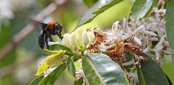 Pollinator species vital to our food supply are under threat, warn experts