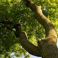 Poor outlook for ash trees