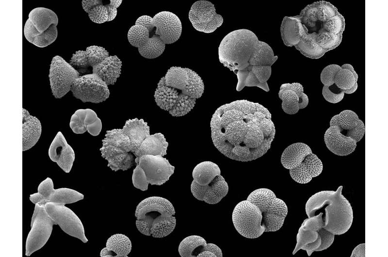 Popcorn-like fossils provide evidence of environmental impacts on species numbers