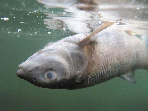 Popular Yellowstone River closes after thousands of fish die