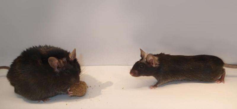 Portion control: Cells found in mouse brain that signal 'stop eating'