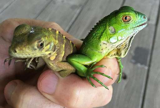 Possible hybrid threatens native iguanas in Cayman Islands