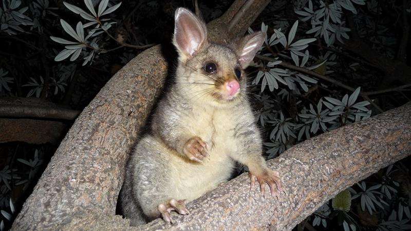 Possums in NZ prefer leaves high in available protein