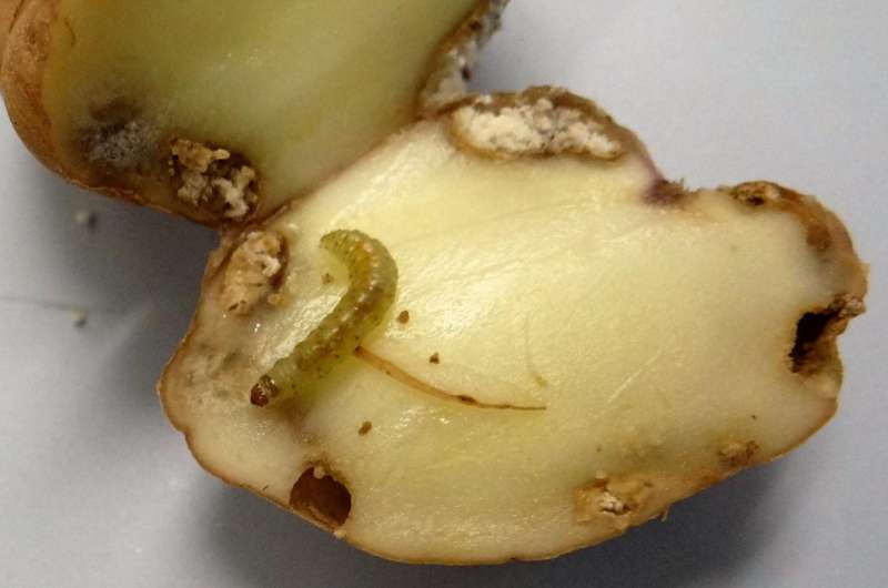 Potato plants trigger aboveground defenses in response to tuber attacks