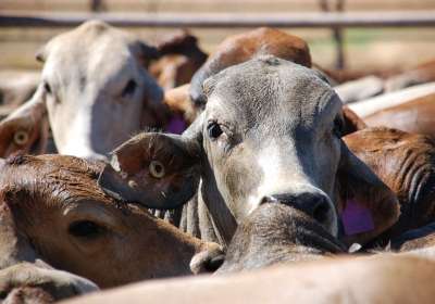 Potential biomarkers of mastitis in dairy cattle milk identified