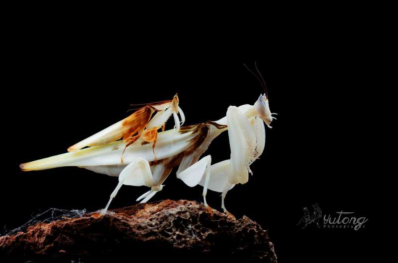Predation on pollinating insects shaped the evolution of the orchid mantis