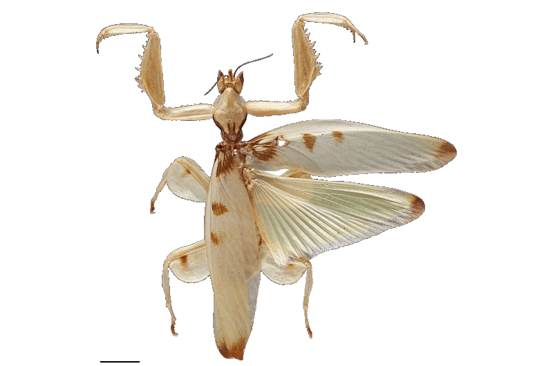 Predation on pollinating insects shaped the evolution of the orchid mantis