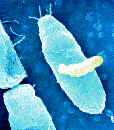 Predatory bacteria offer potential solution to drug resistance problem