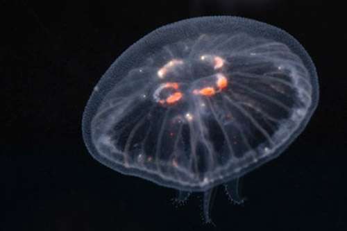 Predicting jellyfish 'invasions' at coastal power stations