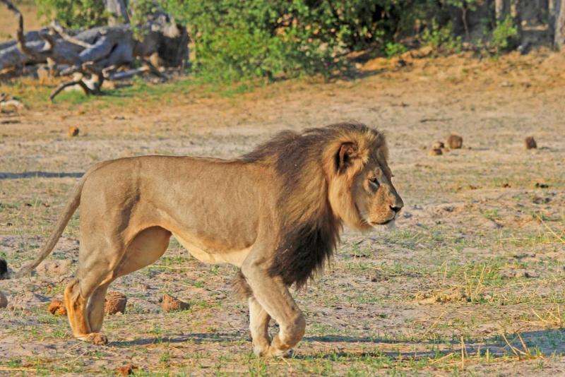 Prediction: High death rates from unnatural causes for male lions in Cecil the Lion's park