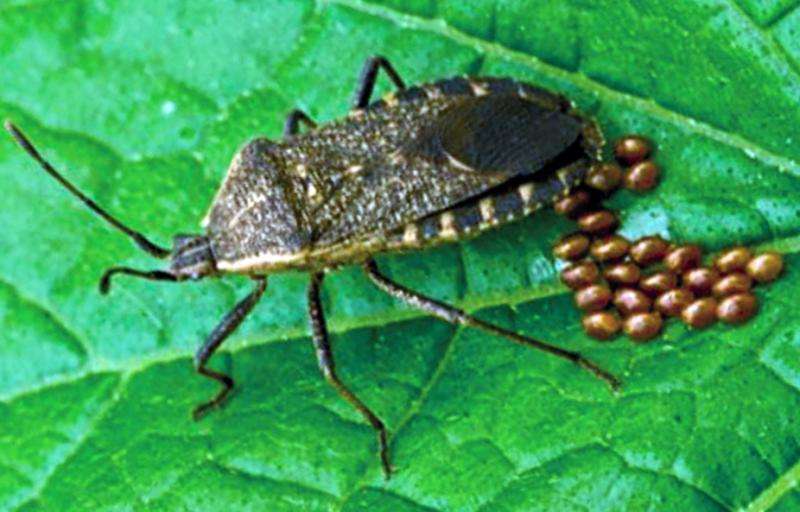 Preventative measures can help to control squash bugs