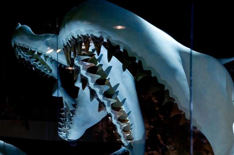 Prey scarcity and competition led to extinction of ancient monster shark