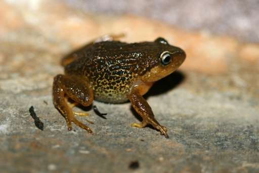 Pristimantis macrummendozai frog was discovered in the Iguaque Merchan paramos, Colombia's East Andes
