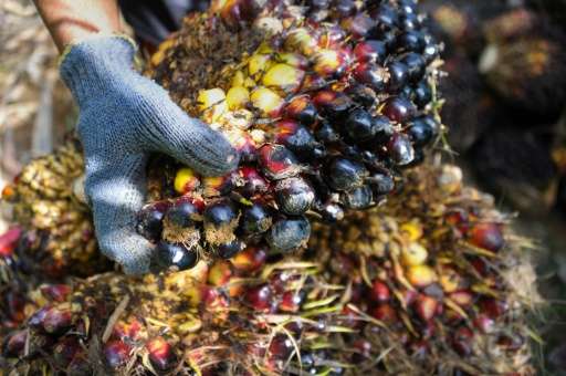 Produced mostly in Malaysia and Indonesia, palm oil causes three times more greenhouse gas emissions per unit of energy than die