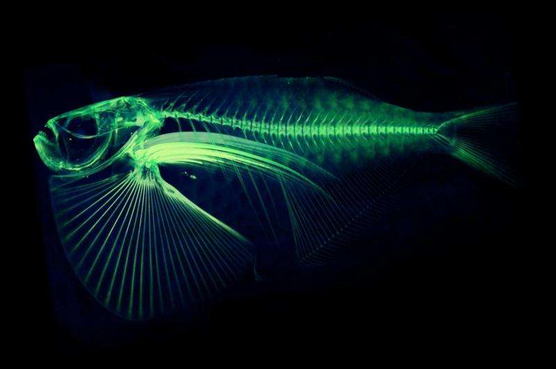 Professor digitizing every fish species in the world