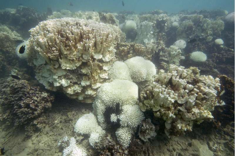 Promiscuity may help some corals survive bleaching events
