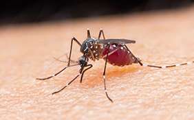 Promising malaria drug to undergo clinical trials
