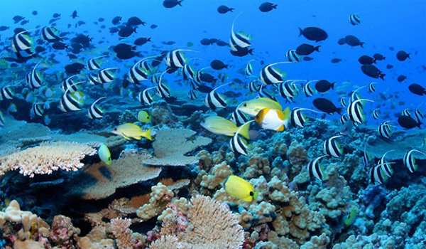 Protecting diversity on coral reefs: DNA may hold the key