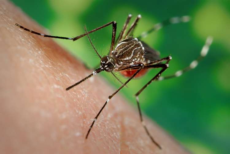 Protection against Zika just as important during winter