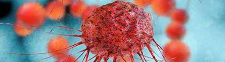 Protein associated with improved survival in some breast cancer patients