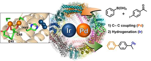 Protein cages for designing various catalytic reactions