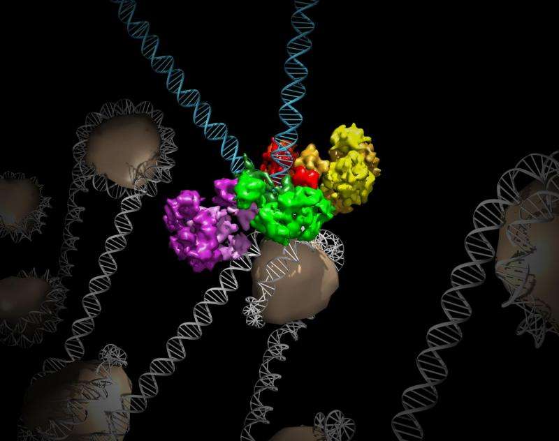 Protein structure illuminates how viruses take over cells