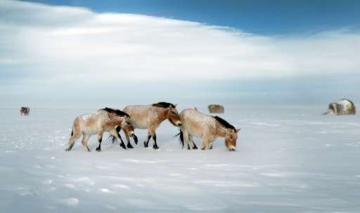Przewalski horses on a snow covered field in the Orenburg Reserves, a cluster of six nature reserves near the border with Kazakh