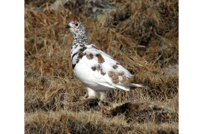 Ptarmigan in Colorado have varied reproduction, not likely linked to warming trends