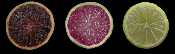 Purple limes and blood oranges could be next for Florida citrus