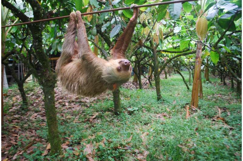 Putting the sloth in sloths: Arboreal lifestyle drives slow motion pace