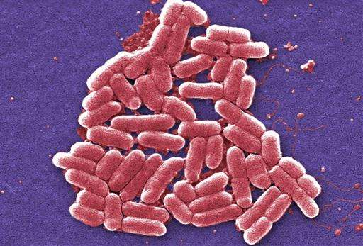 Q&A: Superbug precursor found in US again